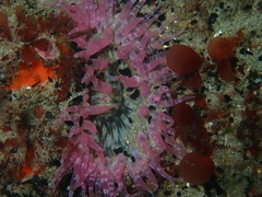 Anthopleura artemisia
