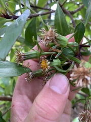 Scolopterus penicillatus