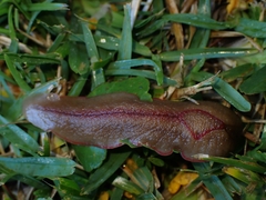 Triboniophorus graeffei