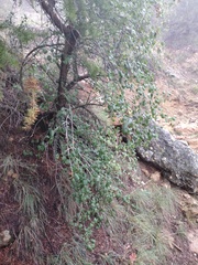 Fraxinus anomala