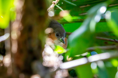 Laterallus melanophaius