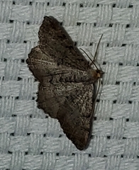 Macaria multilineata
