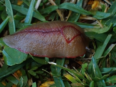 Triboniophorus graeffei