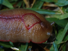 Triboniophorus graeffei