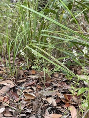 Polygala paniculata
