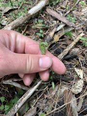 Pterostylis alobula