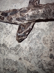Pantherophis emoryi