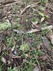 Pterostylis alobula