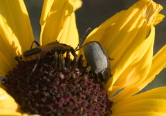 Bothrotes canaliculatus