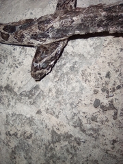 Pantherophis emoryi