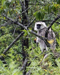 Semnopithecus schistaceus