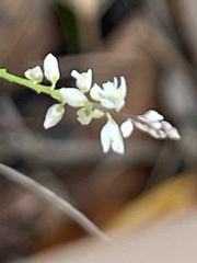 Polygala paniculata