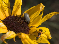 Bothrotes canaliculatus