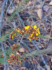 Dillwynia elegans