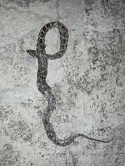 Pantherophis emoryi