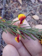 Dillwynia elegans