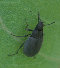 Bothrotes canaliculatus