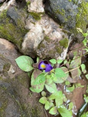 Torenia fournieri