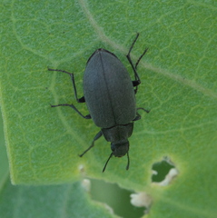 Bothrotes canaliculatus