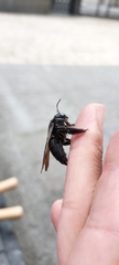 Xylocopa tranquebarorum