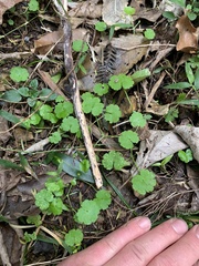 Hydrocotyle heteromeria