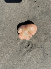 Aplidium californicum