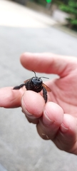 Xylocopa tranquebarorum