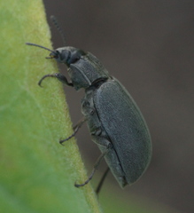 Bothrotes canaliculatus