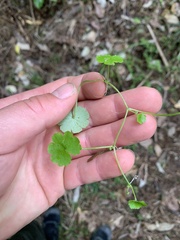 Hydrocotyle heteromeria