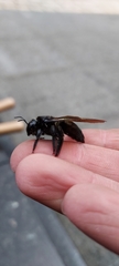 Xylocopa tranquebarorum