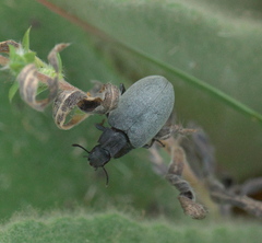 Bothrotes canaliculatus