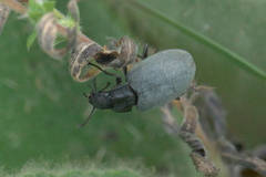 Bothrotes canaliculatus