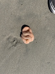 Aplidium californicum