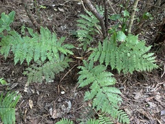 Cyathea smithii