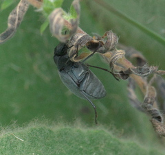 Bothrotes canaliculatus