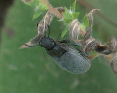 Bothrotes canaliculatus