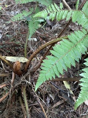 Cyathea smithii