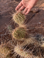 Opuntia polyacantha