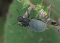 Bothrotes canaliculatus