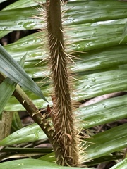 Calamus