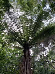 Cyathea smithii