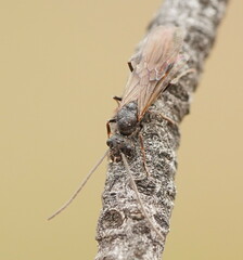 Myrmecia