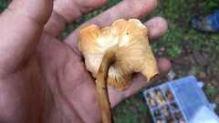 Hygrophoropsis