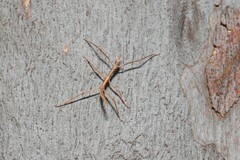 Phasmatinae