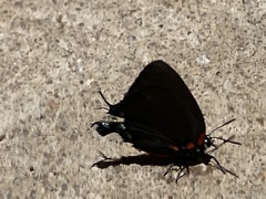 Atlides halesus