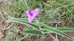 Tradescantia sillamontana