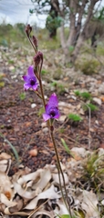Elythranthera brunonis