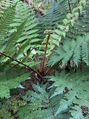 Cyathea smithii