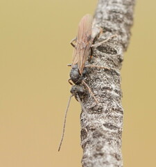 Myrmecia