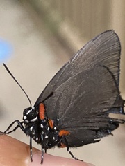 Atlides halesus